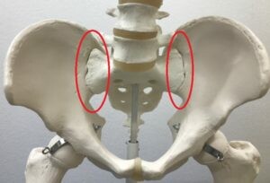 仙腸関節とは？【本厚木駅で痛みの原因を取り除く　あかつき整骨院】